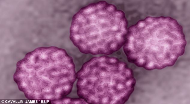 Shiitake gombával a HPV ellen - Naja Forest folyékony bio gyógygomba kivonatok