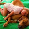 Kutyák és a gyógygombák kutya-daganat