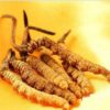 Milyen igazolt hatásai vannak a Cordyceps gombának? cordyceps