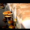 Gombafinomságok: grillezett shiitake kalap és gombapástétom készítése fülöpjakabi biogombákból video