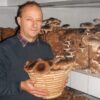 Shiitake gomba, a hatékony regeneráló kincs Gyöngyösi Sándor biogazda és bio shiitake gombái.