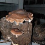 Shiitake