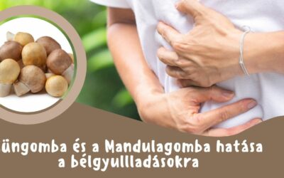 Mandulagomba és a Süngomba hatása a bélgyulladásokra