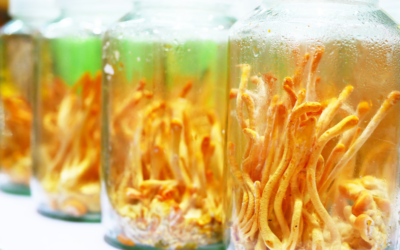 Libidónövelés gyógygombával?