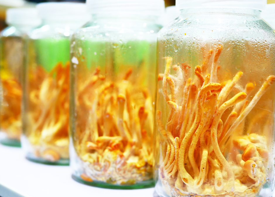 Libidónövelés gyógygombával?