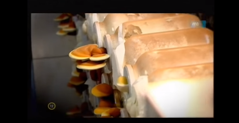Gombafinomságok: grillezett shiitake kalap és gombapástétom készítése fülöpjakabi biogombákból