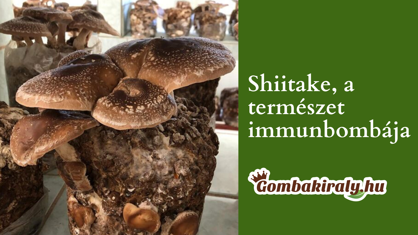 Lentinán: antioxidáns és immunerősítő a shiitake gombából