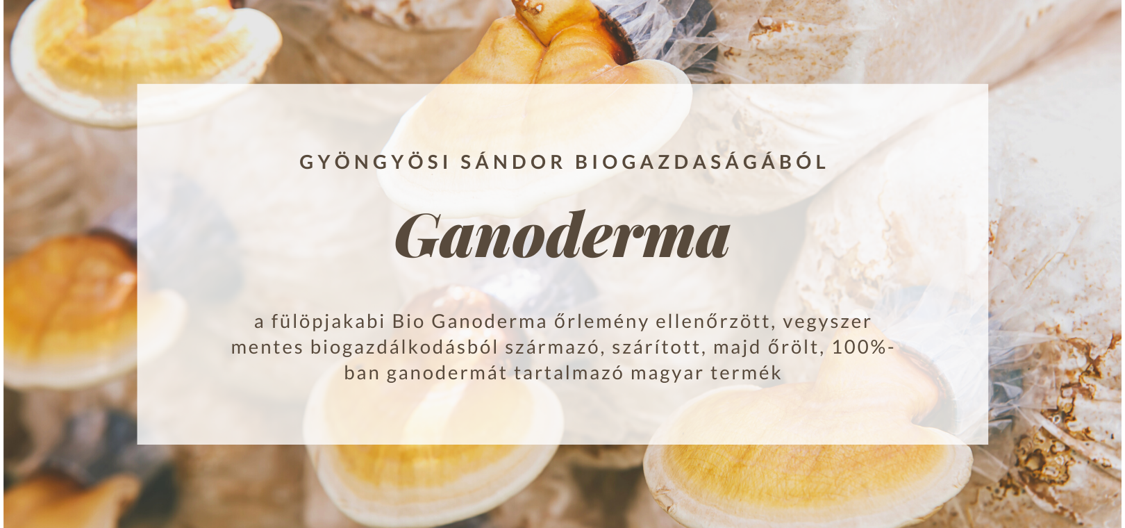 Segítség a ganoderma termék választásához