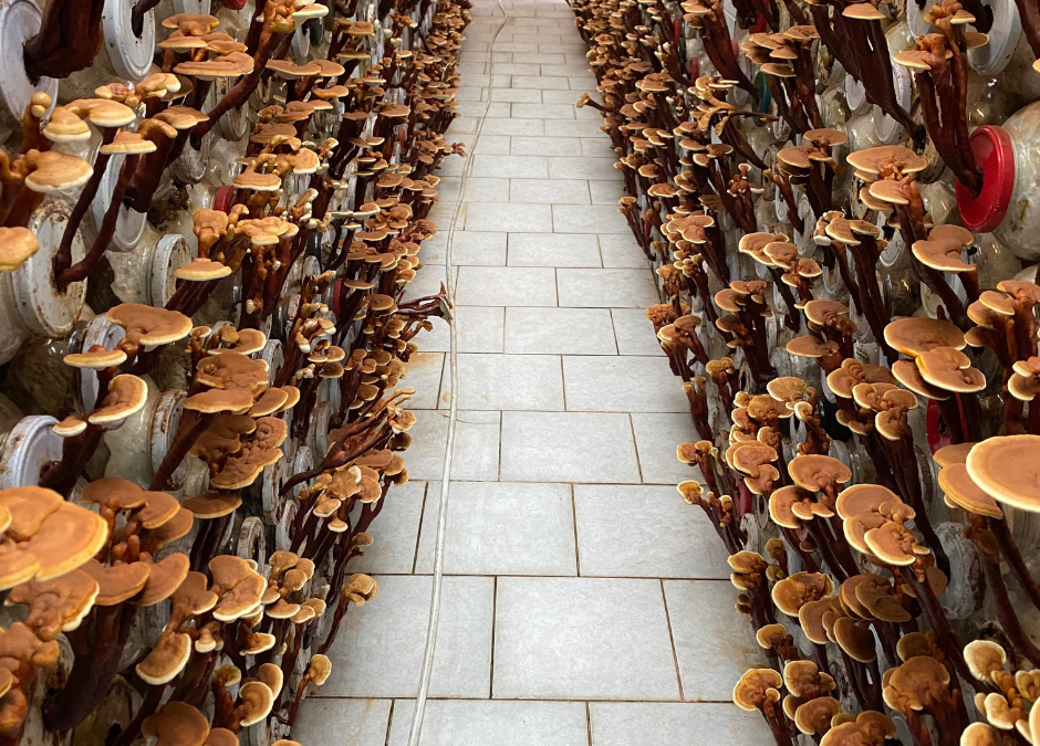 Mire való a Ganoderma lucidum?