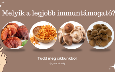 A legjobb immuntámogató gyógygombák