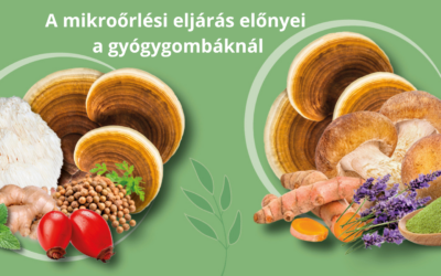 A mikroőrlési eljárás előnyei a gyógygombáknál