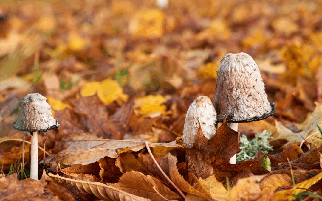 Hogyan hat a gyapjas tintagomba a koleszterinre és a testsúlyra?